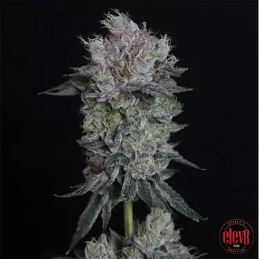 Tiki Tom semillas de Elev8 Seeds - GB The Green Brand