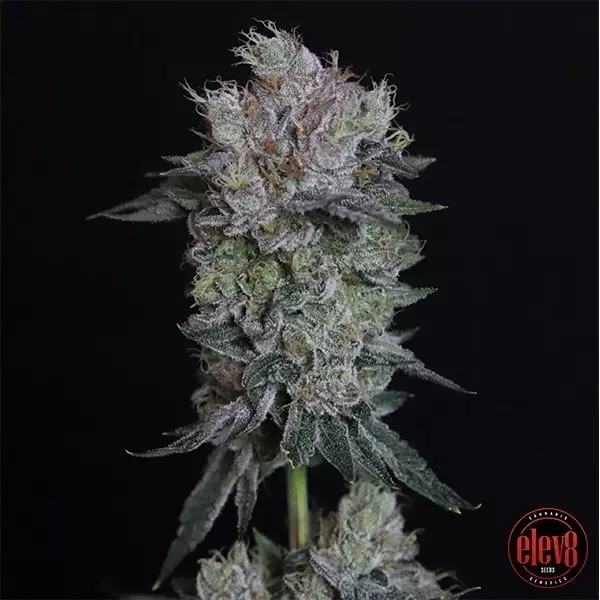 Visualizzazione Tiki Tom semillas de Elev8 Seeds - GB The Green Brand