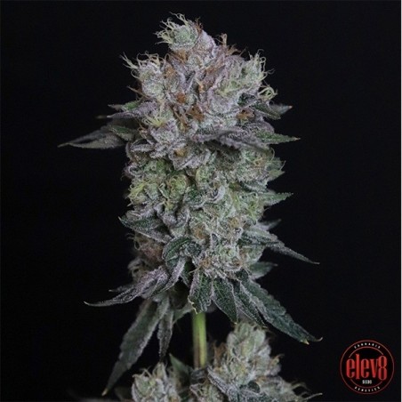 Tiki Tom semillas de Elev8 Seeds  - GB The Green Brand