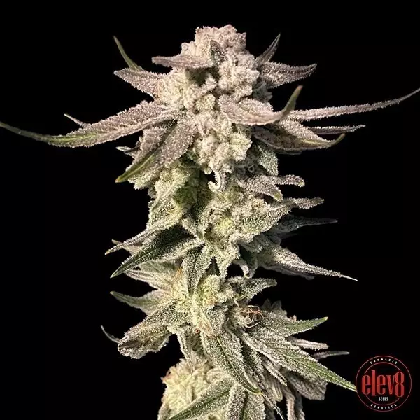 Visualizzazione White Blizzard semillas de Elev8 Seeds - GB The Green Brand