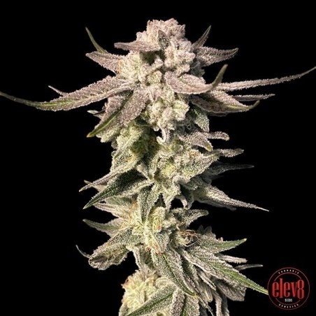 Semi di White Blizzard elev8