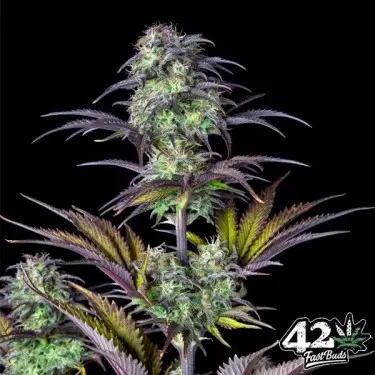 Blueberry Auto Fast Buds - Semi economici