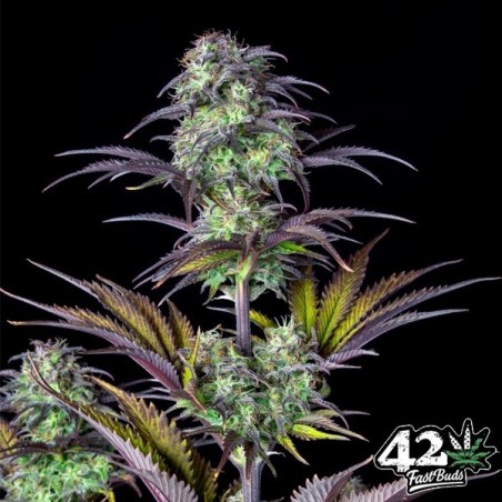 Blueberry Auto Fast Buds - Semi economici