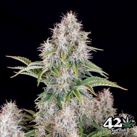 Cinderella Auto di Fast Buds - Semi economici