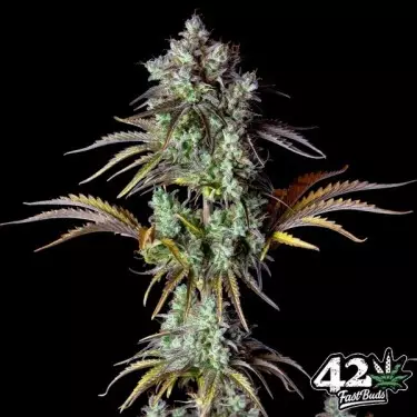 Big Bud Auto di Fast Buds - Semi economici su GB The Green Brand
