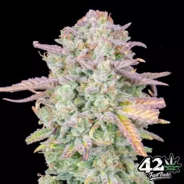 Trainwreck Auto Fast Buds - Semi GB The Green Brand