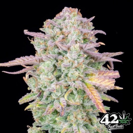 Trainwreck Auto Fast Buds - Semi GB The Green Brand