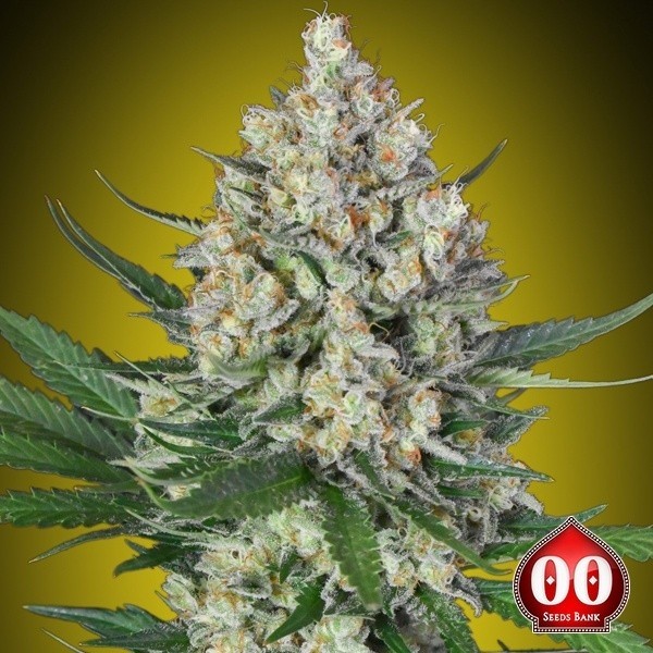 Visualizzazione Lemon OG di 00 Seeds - Semi economici da GB The Green Brand