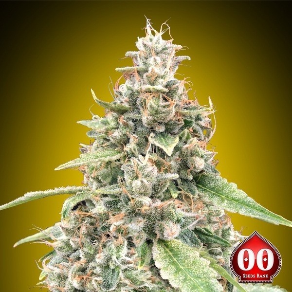 Visualizzazione Semi di Auto Lemon OG de 00 Seeds