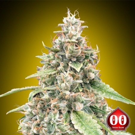 Semi di Auto Lemon OG de 00 Seeds