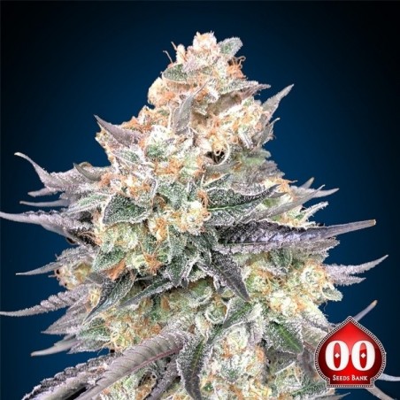 Blue Dream di 00 Seeds - Semi economici