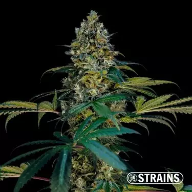 Miracle Alien Cookies Ultra Fast de GB Strains - GrowBarato