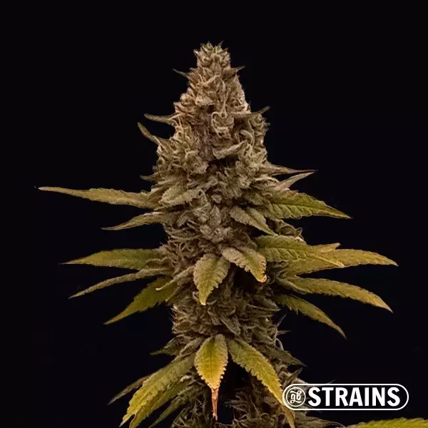 Visualizzazione MAC&RENA Sorbet de GB Strains- GB The Green Brand