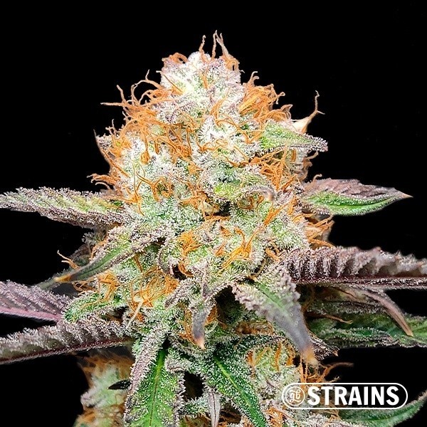 Visualizzazione Semillas Candy Rainz  de GB Strains- GB The Green Brand