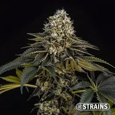 Grape Cake CBD semi di cannabis da collezione GB Strains