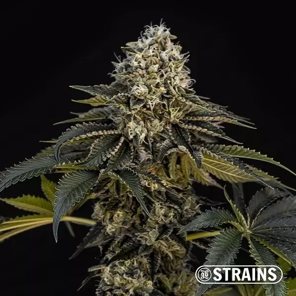 Visualizzazione Grape Cake CBD semi di cannabis da collezione GB Strains