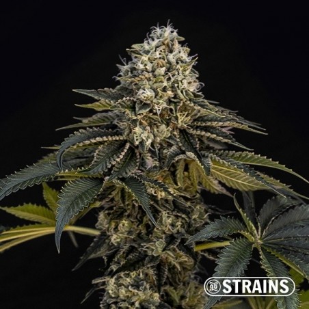 Grape Cake CBD semi di cannabis da collezione GB Strains