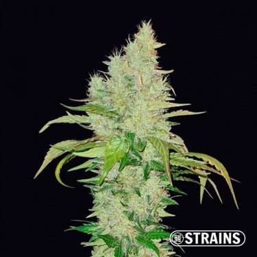 Visualizzazione Comprare Ice Cream Cake di GB Strains - GB The Green Brand