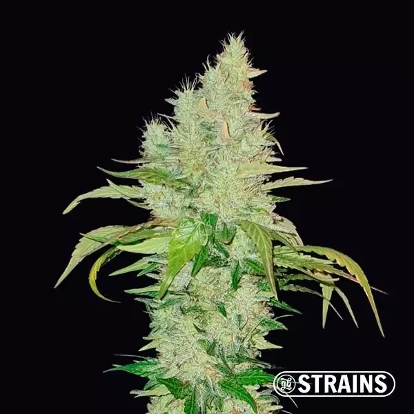 Visualizzazione Comprare Ice Cream Cake di GB Strains - GB The Green Brand
