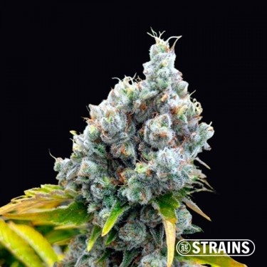 Visualizzazione Comprare semi Fruntz di GB Strains - GB The Green Brand
