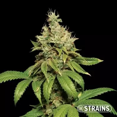 Comprare Banana Waffelz di GB Strains semi femminizzati