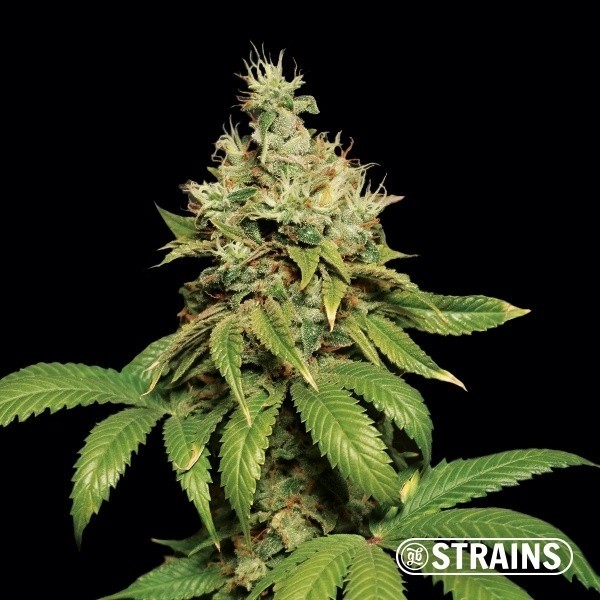 Visualizzazione Comprare Banana Waffelz di GB Strains semi femminizzati