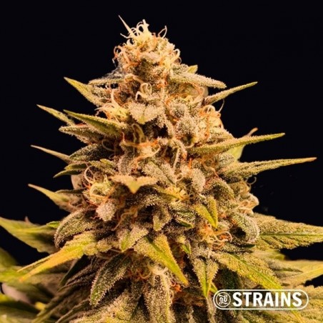 Apple Fritter semi femminizzati GB Strains - The Green Brand