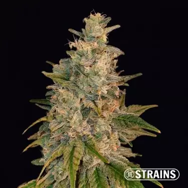 New Glue di GB Strains Semi femminizzati