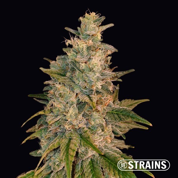 Visualizzazione New Glue di GB Strains Semi femminizzati