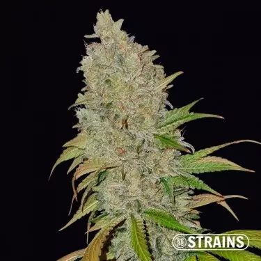 Blue Cheese CBD della banca di semi GB Strains