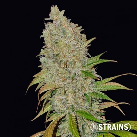 Blue Cheese CBD della banca di semi GB Strains