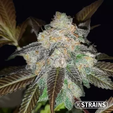 Harlequin CBD femminizzata banca di semi GB Strains
