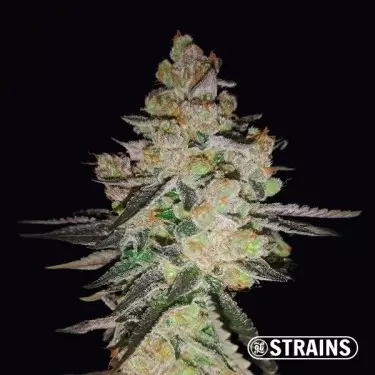 OG Kush CBD femminizzata della banca GB Strains
