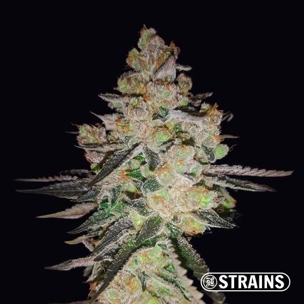 Visualizzazione OG Kush CBD femminizzata della banca GB Strains