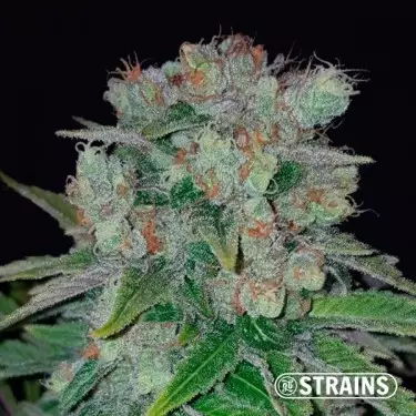 Strawberry Cake CBD femminizzata GB Strains