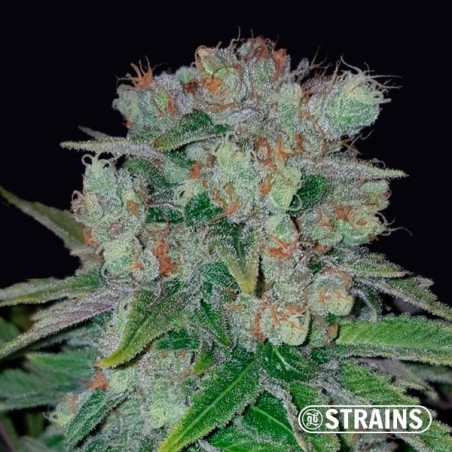 Strawberry Cake CBD femminizzata GB Strains