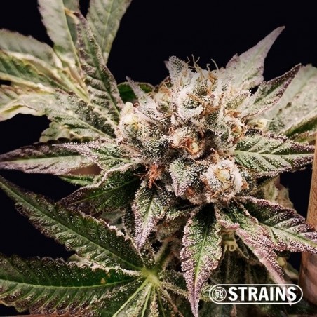 Grand Daddy Purple femminizzata semi GB Strains