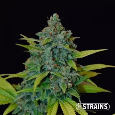 Strawberry Banana femminizzata della banca di semi GB Strains
