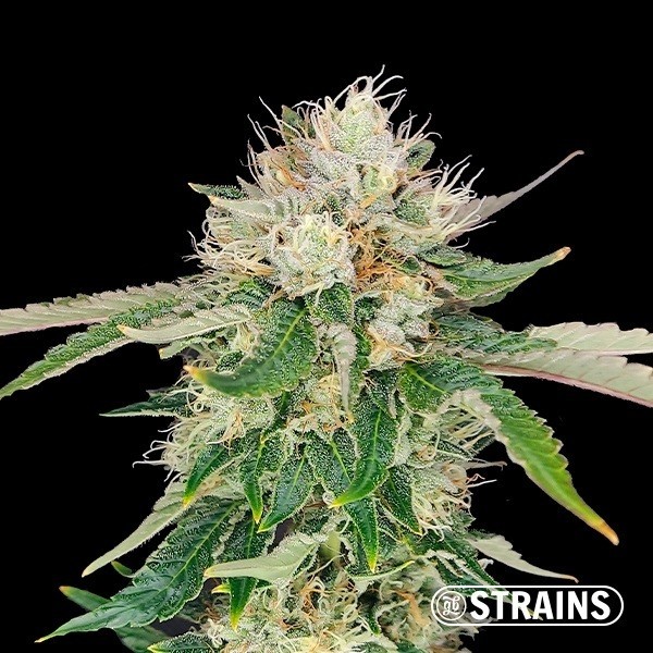 Visualizzazione Auto Blue Cheese CBD de GB Strains -  GB The Green Brand