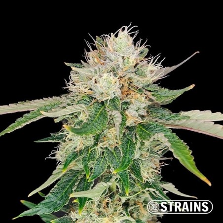 Auto Blue Cheese CBD de GB Strains -  GB The Green Brand