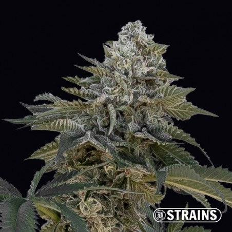 Auto Frosted Cake CBG di GB Strains -  GB The Green Brand