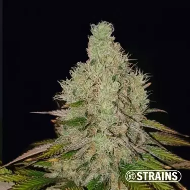 Auto Tropicanna Cookies XXL - GB The Green Brand