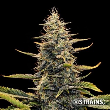 Visualizzazione Auto Strawberry Banana XXL