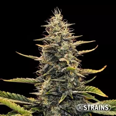 Auto Strawberry Banana XXL GB Strains - GB The Green Brand