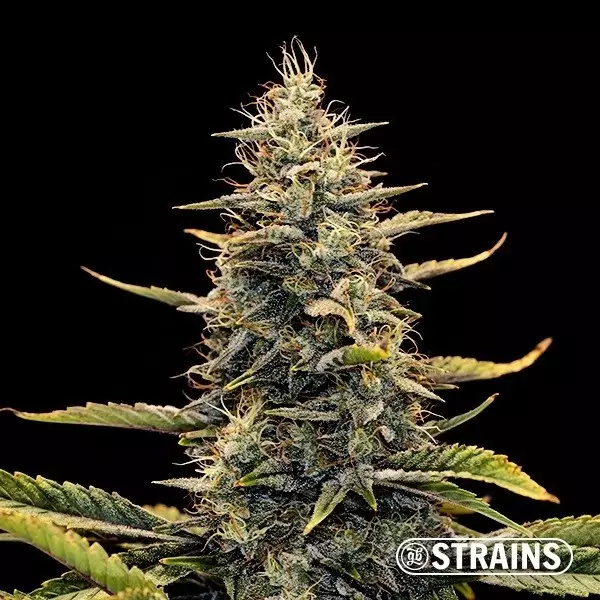 Visualizzazione Auto Strawberry Banana XXL GB Strains - GB The Green Brand