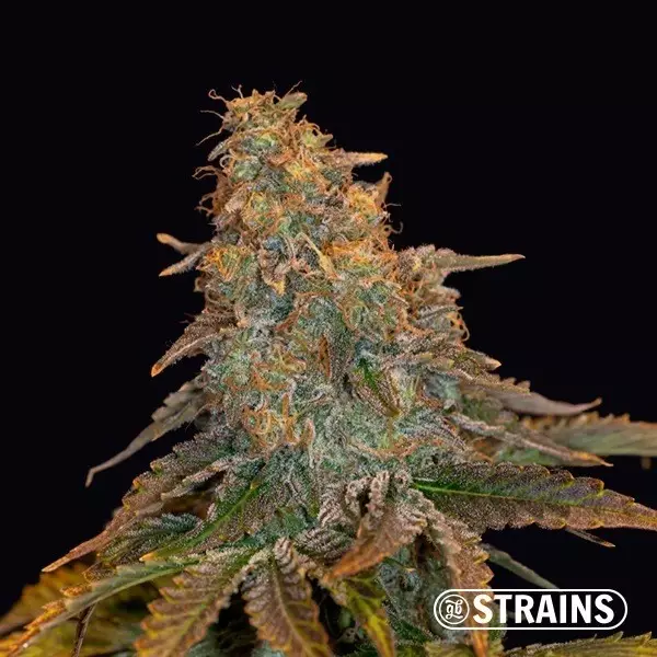 Visualizzazione Auto Gran Daddy Purple XXL GB Strains - GB The Green Brand