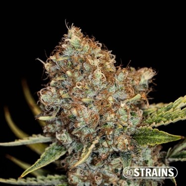 Auto Mimosa Cocktail XXL di GB Strains - GB The Green Brand