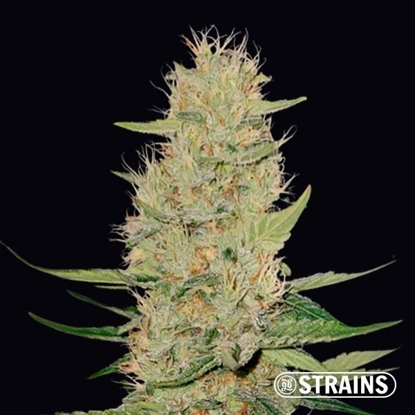Visualizzazione Auto Unicorn Poop GB Strains semi autofiorenti The green brand