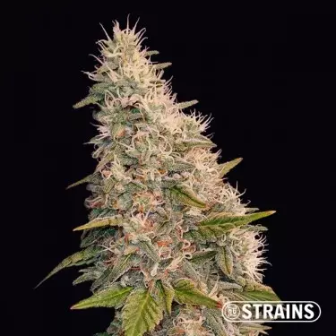 Auto Velvet Krush della banca di semi GB Strains