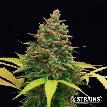 Auto BubbleGum XXL della banca semi GB Strains autofiorenti